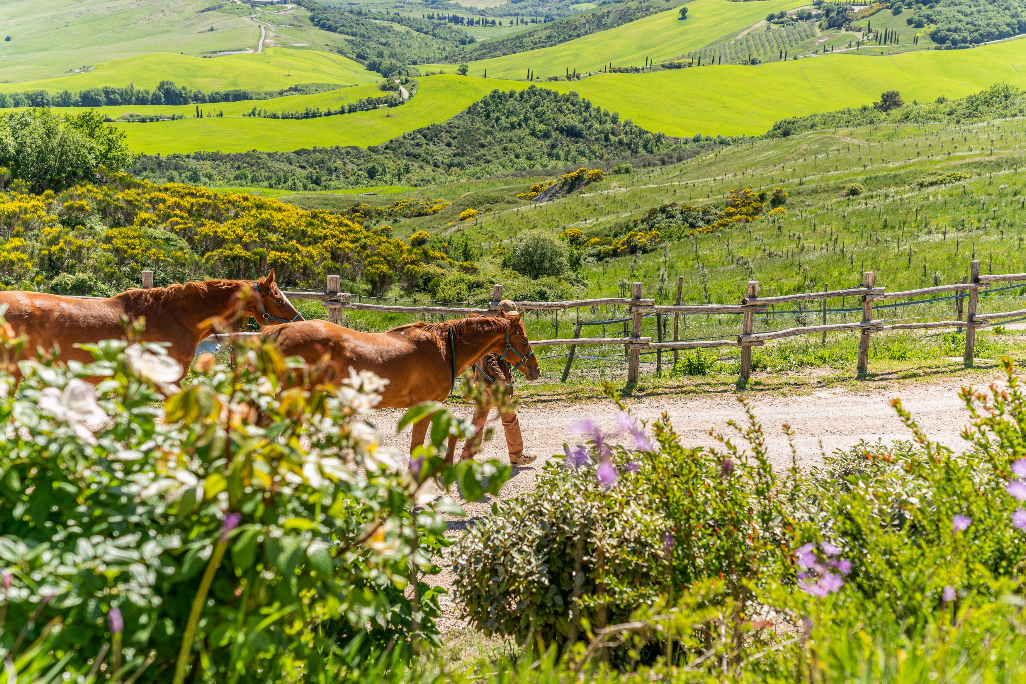 Podere Val D'Orcia - Tuscany Equestrian Sarteano Eksteriør bilde